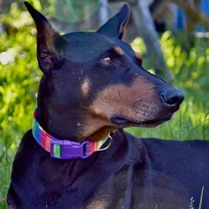 Meet your Posher, Anne